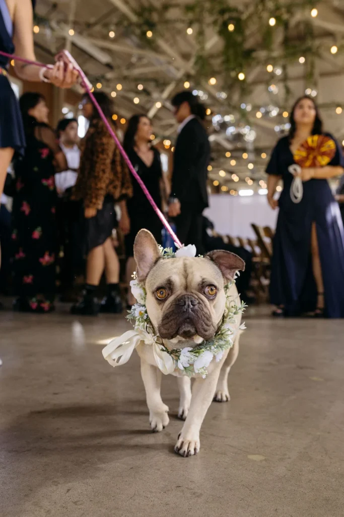 Frenchie dog on a leash with a floral crown around her neck, walking towards her "parents" in their wedding ceremony. 